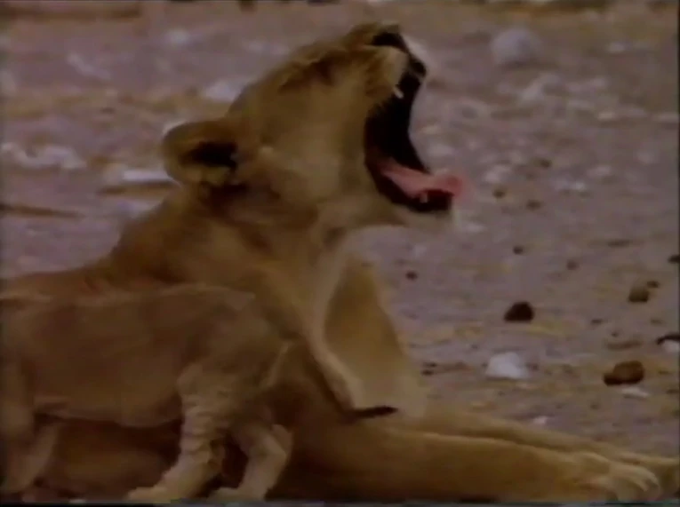 Hollywoodedge, Lion Roar Single Call AT013901 Soundeffects Wiki Fandom