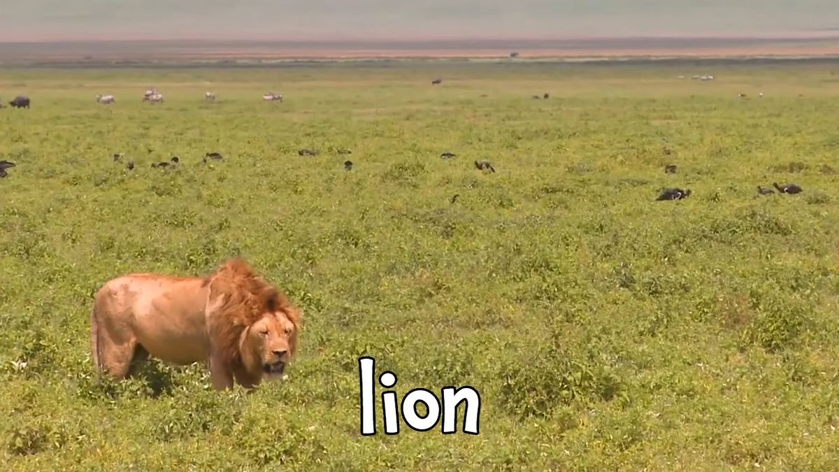 lion sound effects