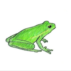 Category:Frog Sound Effects | Soundeffects Wiki | Fandom