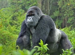 A picture of a Gorilla, the species responsible for the recording.