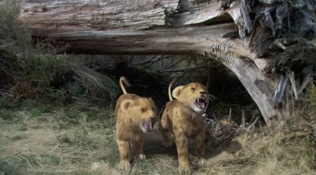 Sound Ideas, JAGUAR BABY ROAR, ANIMAL, CAT Soundeffects Wiki Fandom