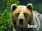 Sound Ideas, BEAR - LARGE BLACK BEAR: SINGLE ROAR, ANIMAL 02