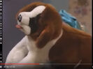 Good Day, Good Night Funny Dog Whimpers CRT012001