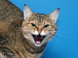 Hollywoodedge, Cats Two Angry YowlsD PE022601