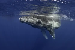 An image of a Humpback whale, the species responsible for the recording.