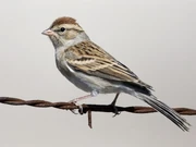 An image of a tree sparrow, the species responsible for the recording.