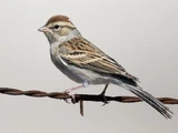 Sound Ideas, BIRD, SPARROW - SPARROW CALLS, ANIMAL
