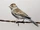 Sound Ideas, BIRD, SPARROW - SPARROW CALLS, ANIMAL