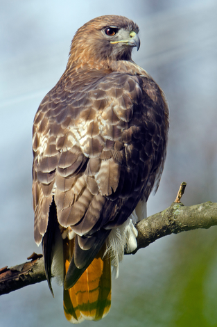 Redtailhawk
