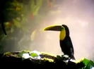 LG Dancing Elephant (2006) Sound Ideas, BIRD, TOUCAN - TOCO TOUCAN CALLING, ANIMAL