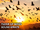 Flock of Birds Sound Effects Library