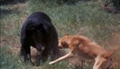 Old Yeller (1957) Sound Ideas, DOG - GERMAN SHEPHERD: ANGRY GROWLS AND BARKS, ANIMAL