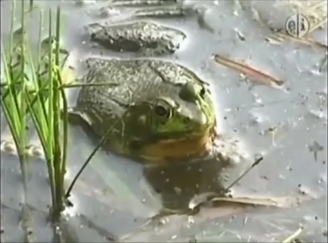 Elmo's World/Image Gallery/Episodes from Sesame Street's 40th Season