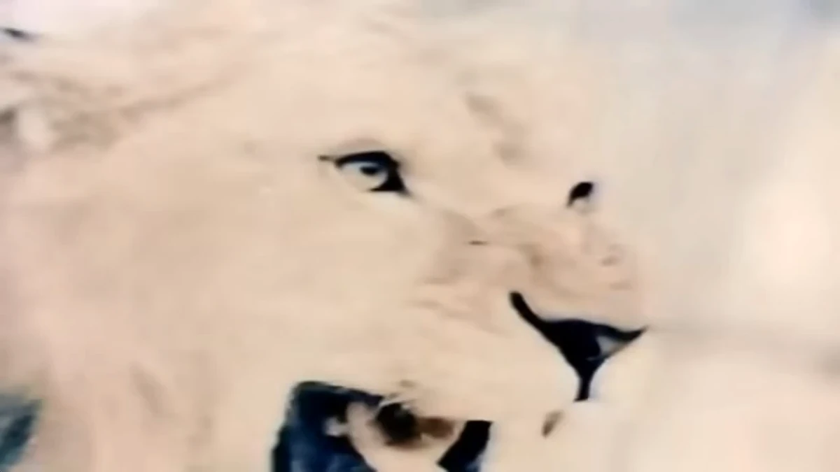 Unknown Lion Roar Sound 01 Soundeffects Wiki Fandom