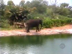 Hollywoodedge, Elephant Honks Blows PE024901 | Soundeffects