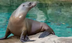California sea lion