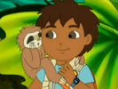 Unknown Sloth Squealing Sound