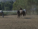 Animal Atlas Sound Ideas, HORSE - INTERIOR: WHINNY, ANIMAL 01