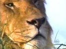 Bandicam 2024-12-13 13-19-16-149.jpg (92 KB) Disney's Animal Kingdom: The First Adventure - Opening Day Special (1998) Sound Ideas, LION - GROWL CLOSE UP, ANIMAL, CAT