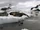Sound Ideas, PENGUIN - EMPEROR PENGUIN: SINGLE SHORT CALL, ANIMAL, BIRD