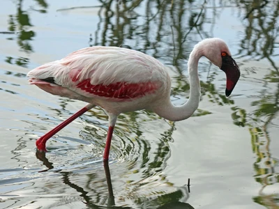 A picture of a lesser flamingo, which is responsible for the recording.
