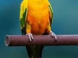 Sound Ideas, BIRD, PARROT - LARGE: SINGLE CALL, ANIMAL