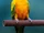 Sound Ideas, BIRD, PARROT - LARGE: SINGLE CALL, ANIMAL