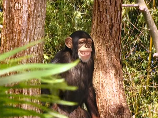 Hollywoodedge, Chimpanzee Chatter AT050601 | Soundeffects Wiki | Fandom