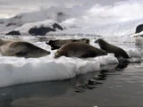 Sound Ideas, PENGUIN - EMPEROR PENGUIN: SINGLE LONG CALL, ANIMAL, BIRD 02
