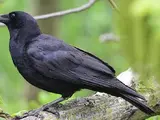 Sound Ideas, BIRD, CROW - COMMON CROW: CALLS, ANIMAL