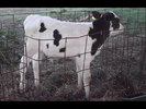 Animals and Sounds Sound Ideas, COW - SINGLE MOO, ANIMAL 02