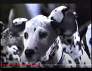 101 Dalmatians (1996) (Trailers) Hollywoodedge, Twangy Boings 7 Type CRT015901