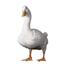 The Aflac Duck