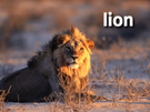 Sound Ideas, LION - GROWLING, ANIMAL, CAT