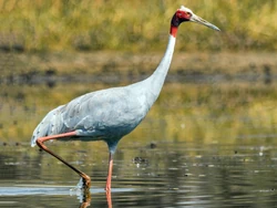 An image of a sarus crane, the species responsible for the recording