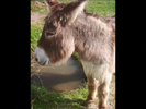 Animals and Sounds Sound Ideas, DONKEY - BURPS AND SNORTS, ANIMAL