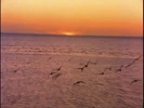Baby Noah: Animal Expedition (2004) (Videos) Sound Ideas, BIRD, SEAGULLS - LARGE FLOCK OF OCEAN SEAGULLS CALLING, AMBIENCE
