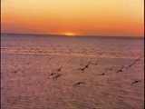 Sound Ideas, BIRD, SEAGULLS - LARGE FLOCK OF OCEAN SEAGULLS CALLING, AMBIENCE