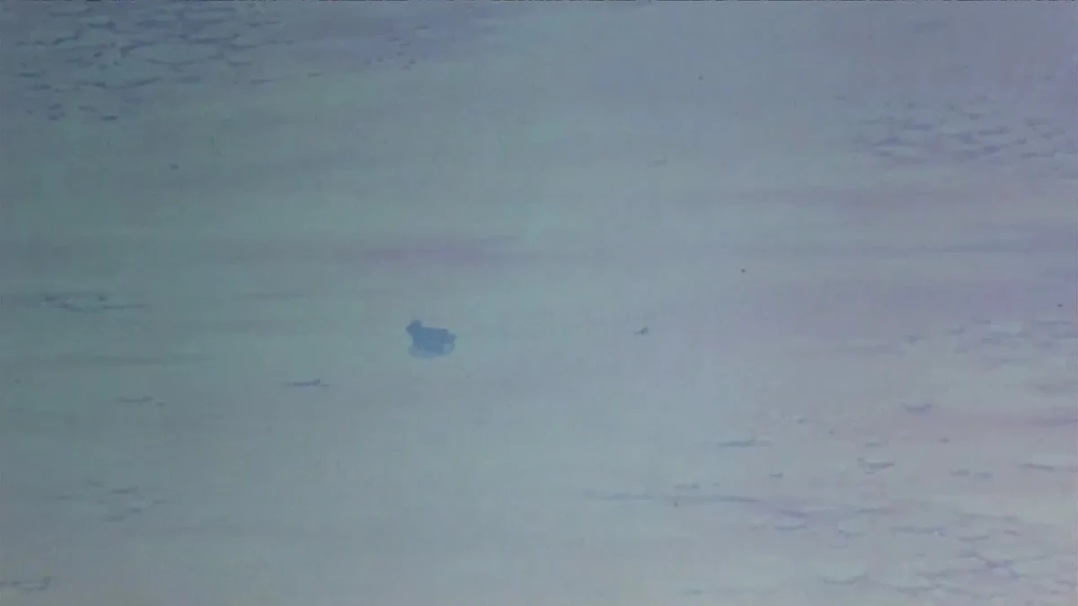 Unknown Hawk Single Screech Sound | Soundeffects Wiki | Fandom