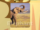 Sound Ideas, ELEPHANT - ELEPHANT TRUMPETING, THREE TIMES, ANIMAL