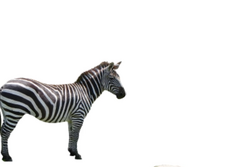 Amazon.com: furReal Zenya My Rainbow Zebra Interactive Plush