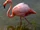 Sound Ideas, BIRD, FLAMINGO - SEVERAL FLAMINGOS SQUAWKING, ANIMAL