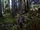 SKYWALKER, AMBIENCE - ENDOR FOREST AMBIENCE