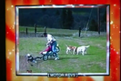 America's Funniest Home Videos Sound Ideas, COW - SEVERAL ANGRY MOOS, ANIMAL (2nd angry cow moo only, used for Motorcycle)