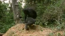 Bandicam 2025-05-13 17-37-41-380.jpg (102 KB) Hollywoodedge, Chimpanzee Chatter AT050601/Sound Ideas, CHIMPANZEE - WHIMPER, ANIMAL, MONKEY, APE