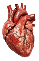 Image Example of a Heart for the Sound.