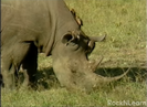Dance With the Animals (2009) (Videos) Valentino Rhinoceros