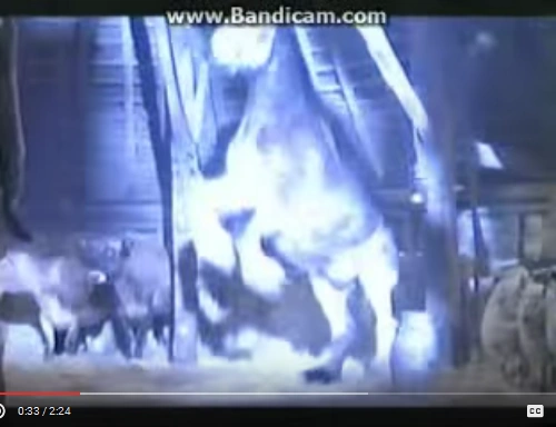 101 Dalmatians 1996 Trailers Soundeffects Wiki Fandom Эта забавная история произошла в англии на рождество… злодейка круэлла дэ вил решает украсть ровно 101 далматинца.