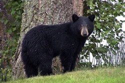 An image of a black bear, the species responsible for the recording.