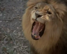 Disney - Ferocious Growl
